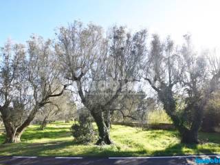 Terreno agricolo in vendita a latiano 