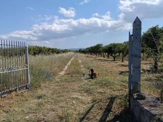 Terreno agricolo in vendita a ramacca sp209ii