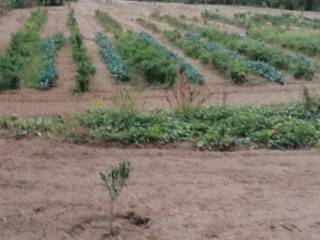 Terreno agricolo in vendita a calimera strada comunale martano calimera