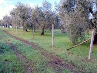 Terreno agricolo in vendita a fonte nuova via santa lucia