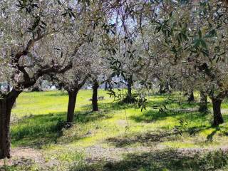 Terreno agricolo in vendita a rosciano contrada san martino, 25