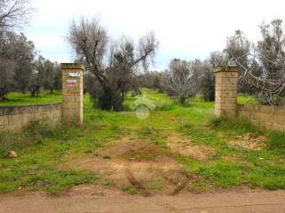 Terreno agricolo in vendita a carovigno contrada belvedere