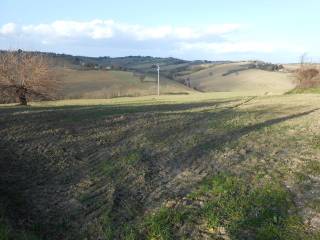 Terreno agricolo in vendita a morro d'alba via sant'amico