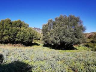 Terreno agricolo in vendita a oliena 