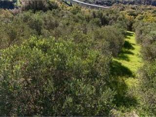 Terreno agricolo in vendita a prignano cilento località tempa