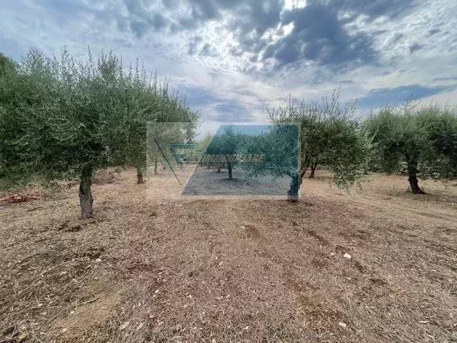 immagine annuncio 3 di 8