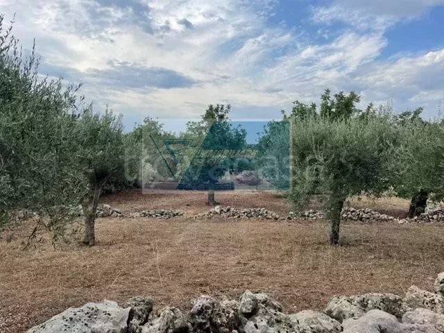 immagine annuncio 5 di 8
