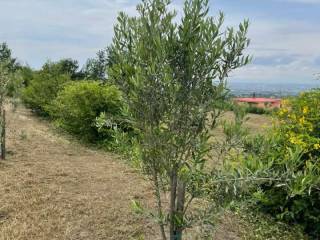 Terreno agricolo in vendita a somma vesuviana via marina