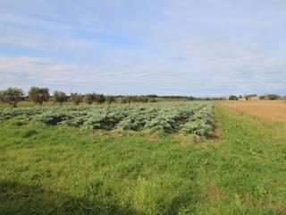 Terreno agricolo in vendita a castagneto carducci località la bassa