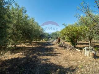 Terreno agricolo in vendita a belpasso belpasso