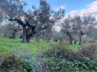 Terreno agricolo in vendita a spoltore via luigi settembrini