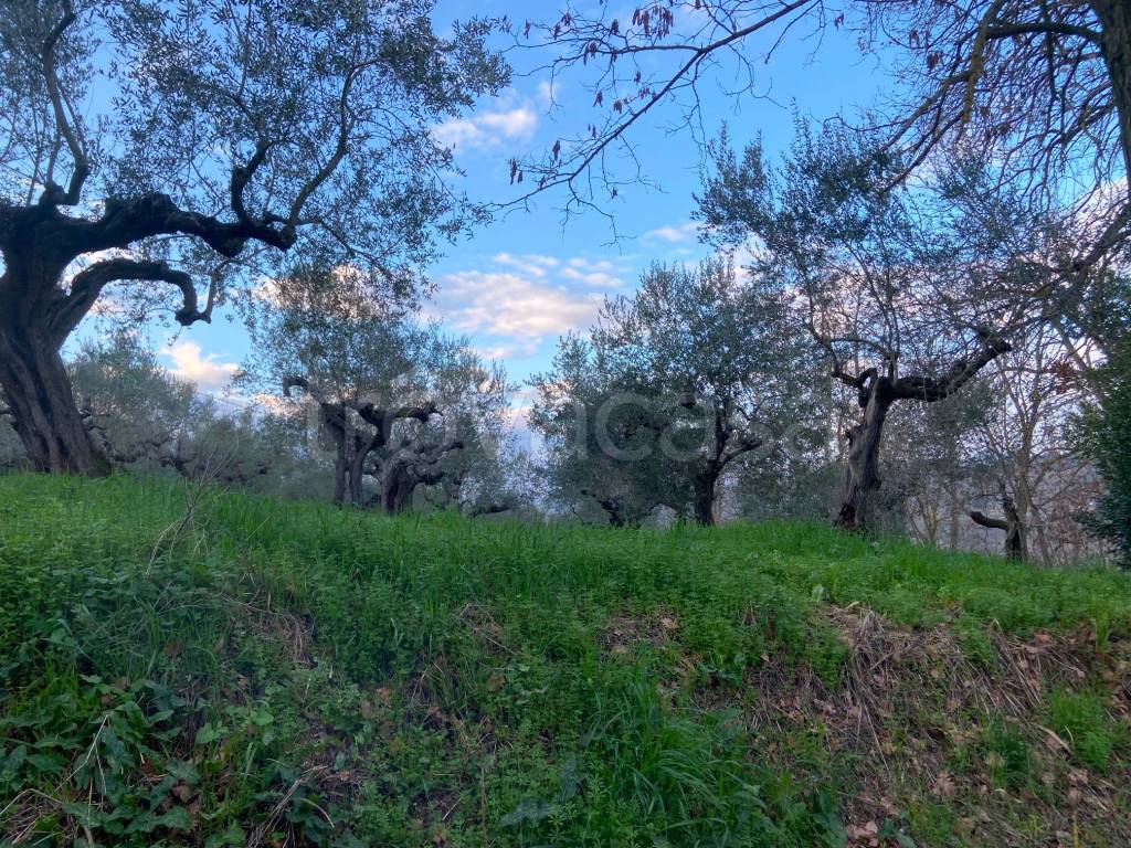 immagine annuncio 3 di 6