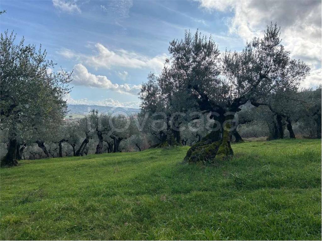 immagine annuncio 4 di 7