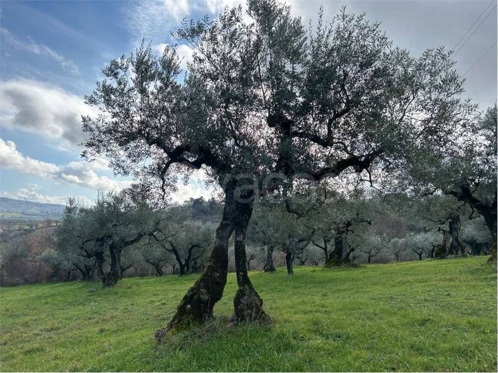 immagine annuncio 6 di 7