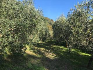 Terreno agricolo in vendita a sesto fiorentino via della fontaccia