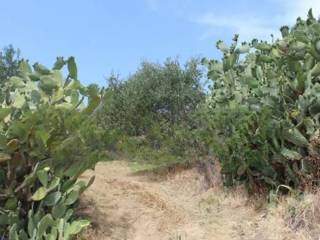 Terreno agricolo all'asta a montauro località zalarmichello