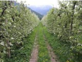 Terreno agricolo all'asta a naturno tschirland