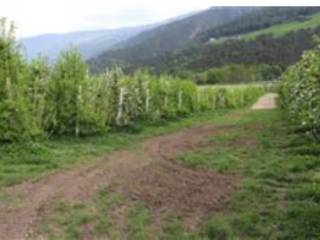 Terreno agricolo all'asta a naturno tschirland