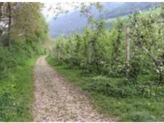 Terreno agricolo all'asta a naturno tschirland