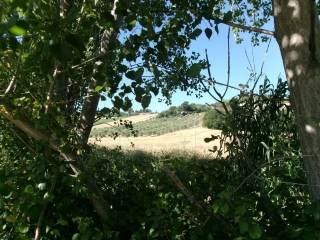 Terreno agricolo in vendita ad agugliano contrada frasca s.n.c.