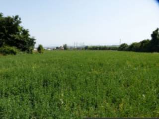 Terreno agricolo all'asta a gambettola via montanari diramazione