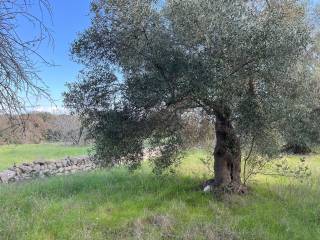 Terreno agricolo in vendita a monopoli contrada sant'oceano