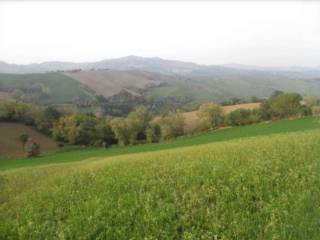 Terreno agricolo all'asta a mercato saraceno via serra