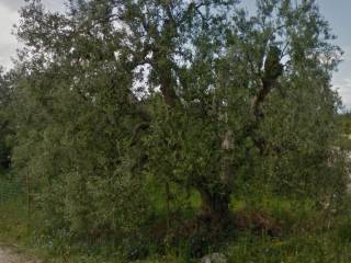 Terreno residenziale in vendita a trani contrada montericco