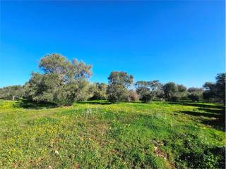 Terreno residenziale in vendita a san vito dei normanni 