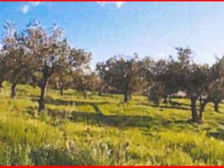 Terreno agricolo all'asta a castellammare del golfo contrada balata inici