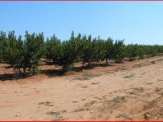 Terreno agricolo all'asta a caltagirone sp34