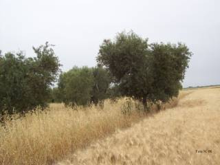 Terreno agricolo all'asta a orta nova via umberto giordano