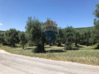 Terreno agricolo in vendita a vieste località coppacardillo, snc