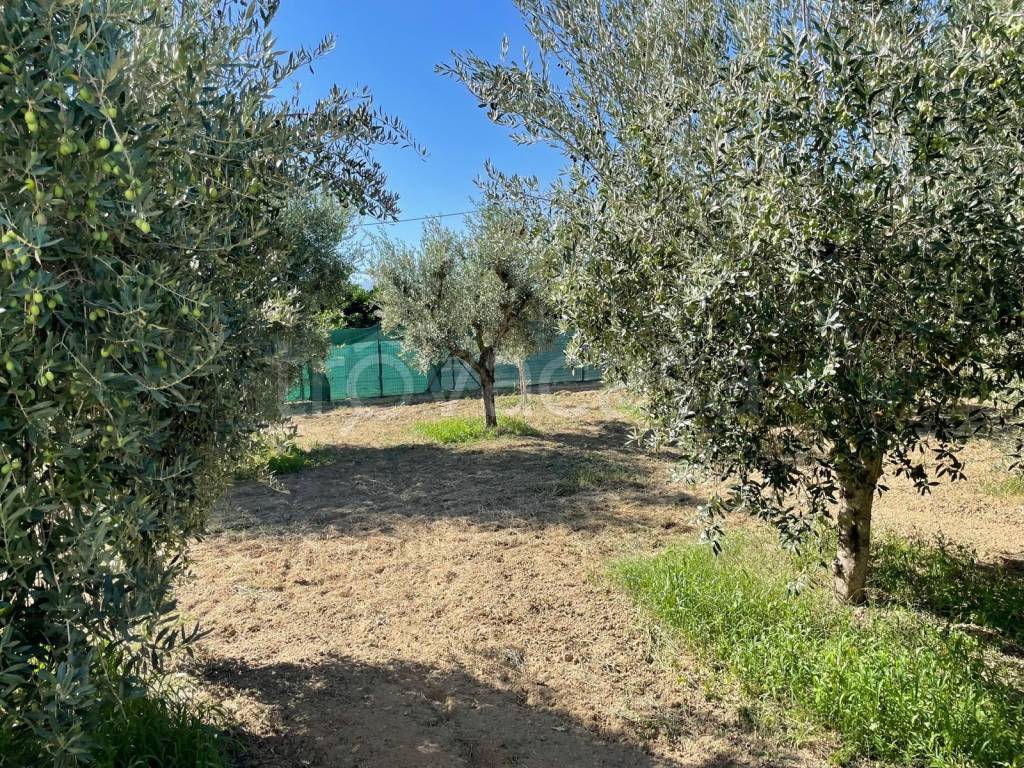 immagine annuncio 7 di 12