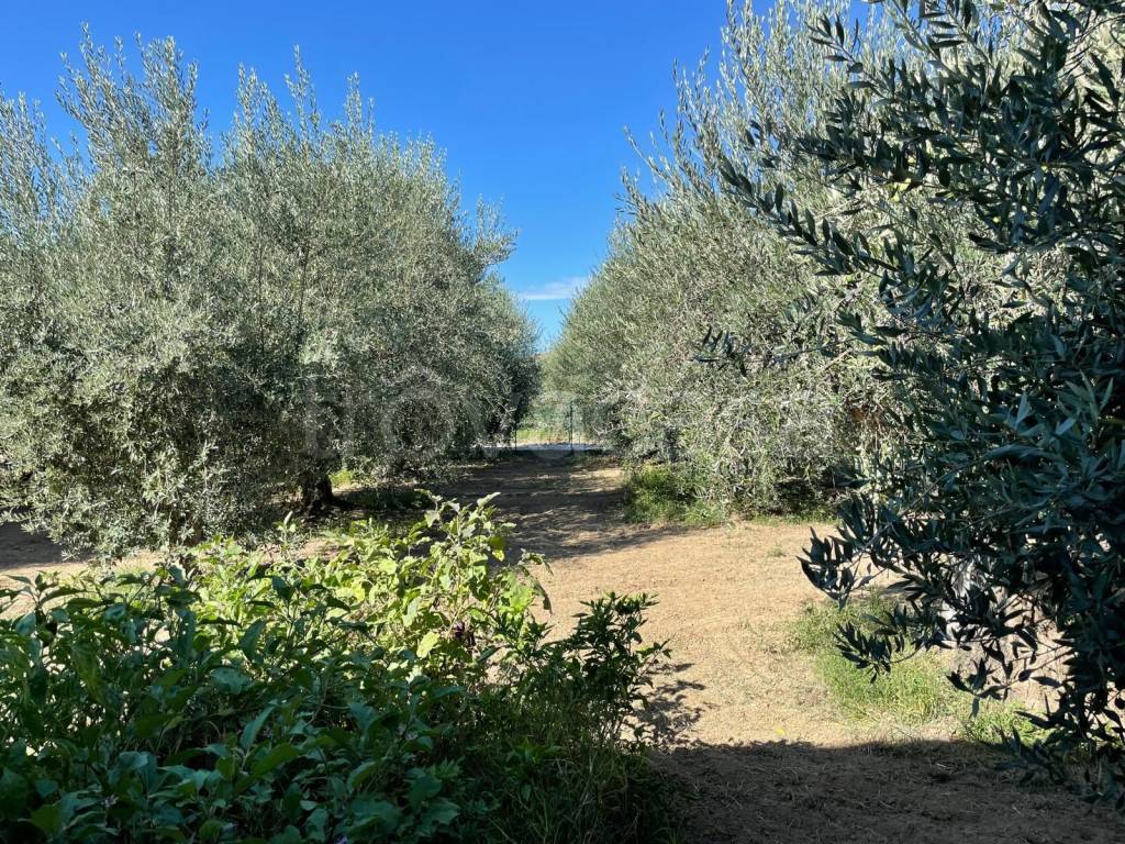 immagine annuncio 8 di 12