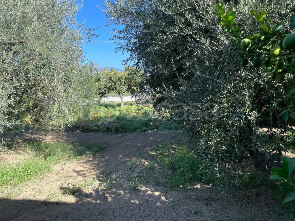 immagine annuncio 9 di 12