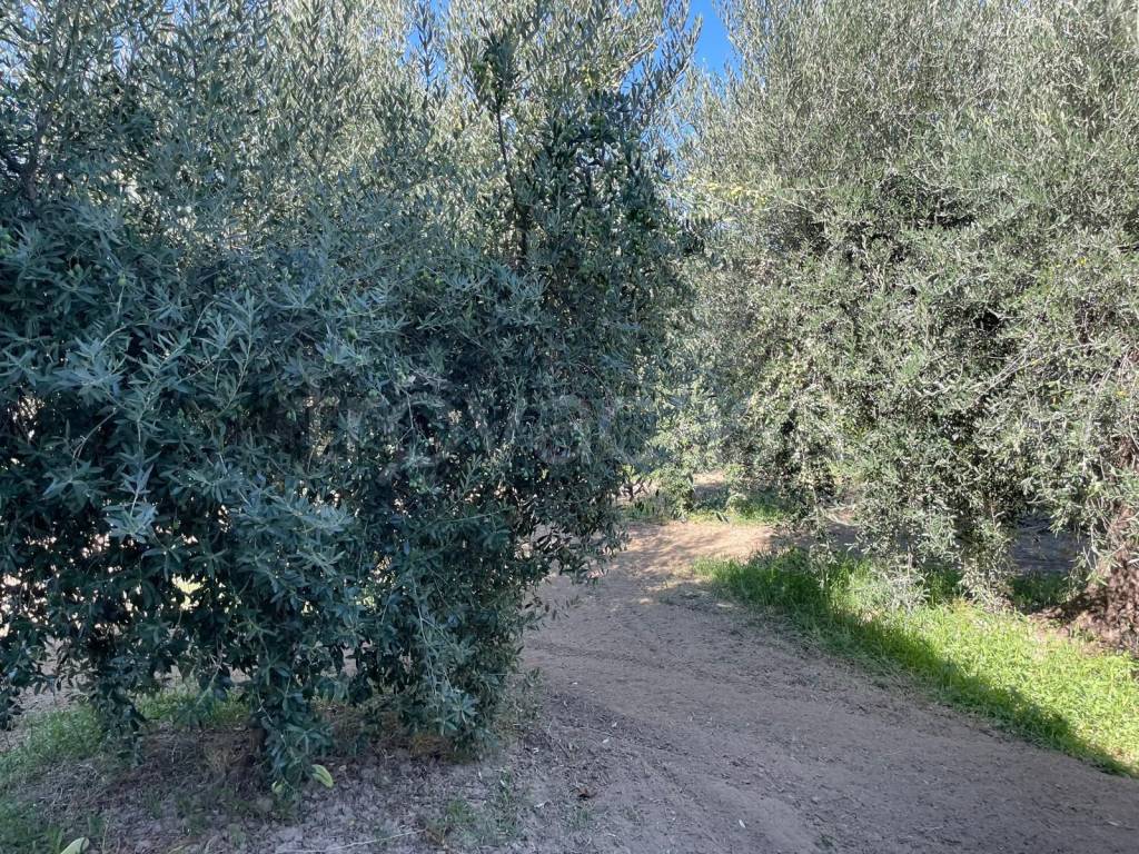 immagine annuncio 10 di 12