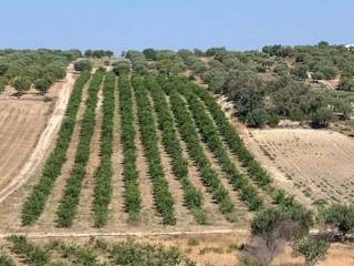 Terreno agricolo in vendita a noto bommiscuro s.n.c.