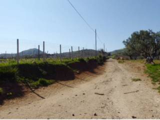 Terreno agricolo all'asta a partinico contrada bosco falcone