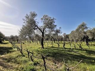 Terreno agricolo in vendita ad alghero 