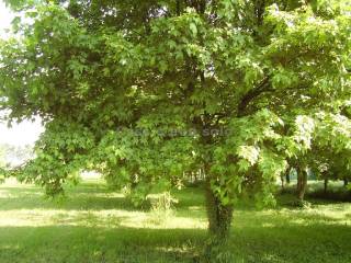 Terreno residenziale in vendita a istrana via monte santo, 4