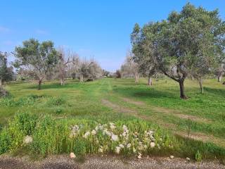 Terreno agricolo in vendita a veglie strada comunale zanzara