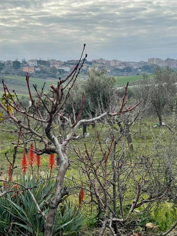 immagine annuncio 6 di 8