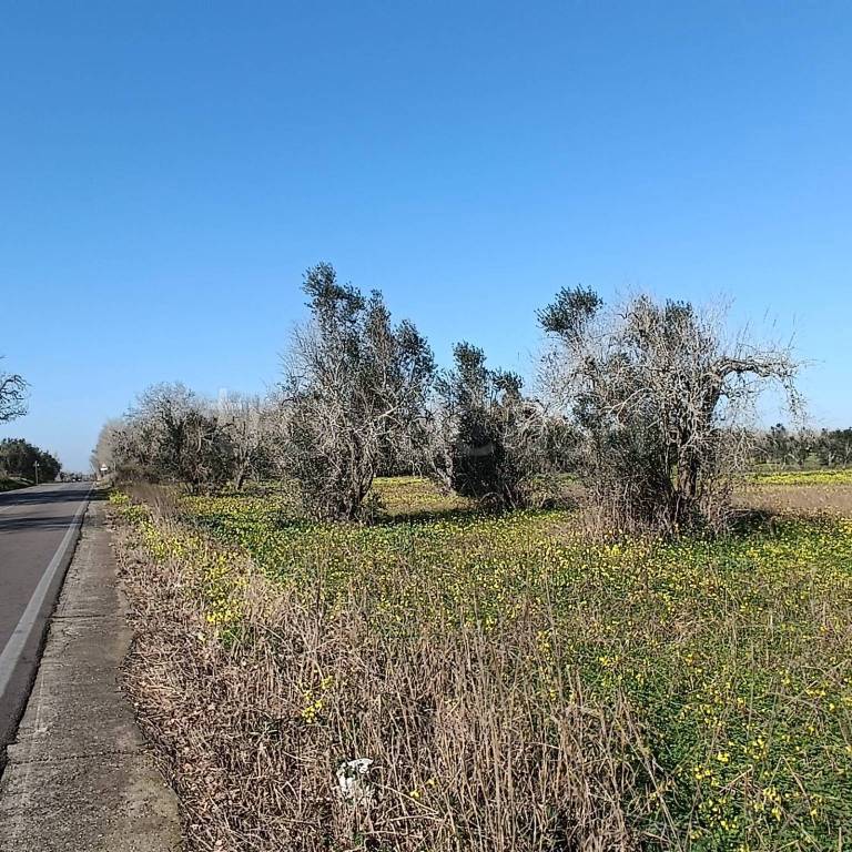 immagine annuncio 1 di 7