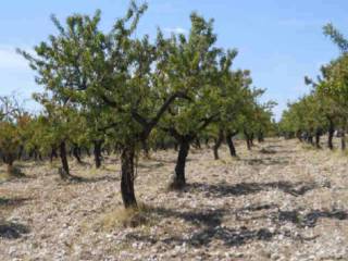 Terreno agricolo all'asta a san giovanni rotondo sp58