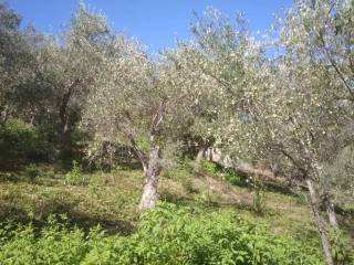 Terreno agricolo in vendita a san salvatore di fitalia contrada daino s.n.c.