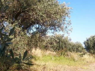 Terreno agricolo in vendita a torrenova via serro marzo s.n.c.