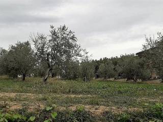 Terreno agricolo in vendita a basciano via della madonnina, 36