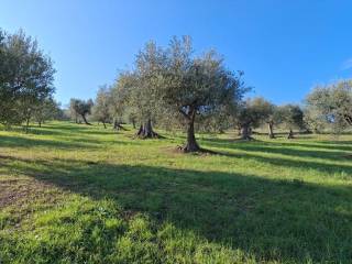 Terreno agricolo in vendita a basciano contrada cretone