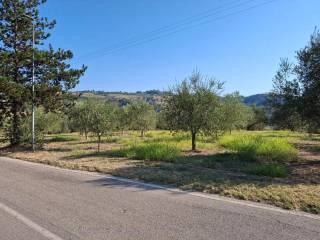 Terreno agricolo in vendita a montefino case sparse s.n.c.